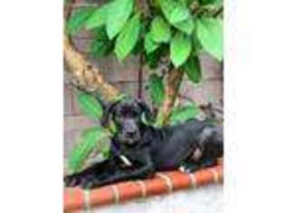 Great Dane Puppy for sale in Pico Rivera, CA, USA