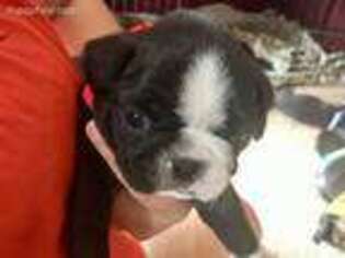 Pug Puppy for sale in Wichita, KS, USA