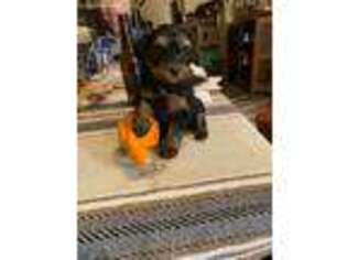 Yorkshire Terrier Puppy for sale in Dunkirk, IN, USA