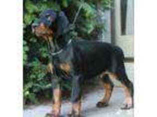 Doberman Pinscher Puppy for sale in BROOKLYN, NY, USA