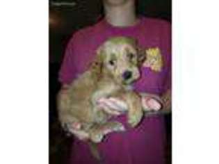 Goldendoodle Puppy for sale in Poplarville, MS, USA