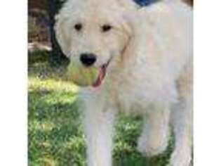 Goldendoodle Puppy for sale in Saint George, UT, USA