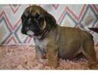 Bulldog Puppy for sale in Browning, MO, USA
