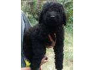 Labradoodle Puppy for sale in Corning, CA, USA