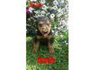 Airedale Terrier Puppy for sale in Andover, OH, USA