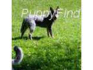 Australian Cattle Dog Puppy for sale in Penn Valley, CA, USA