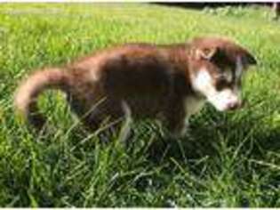 Siberian Husky Puppy for sale in Spokane, WA, USA