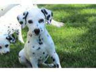 Dalmatian Puppy for sale in Martinsburg, WV, USA