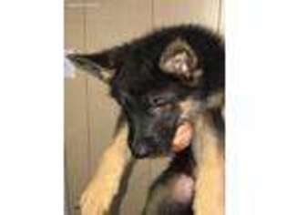 German Shepherd Dog Puppy for sale in Elizabethtown, KY, USA