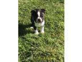 Boston Terrier Puppy for sale in Roy, WA, USA