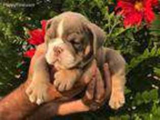 Bulldog Puppy for sale in Savannah, GA, USA