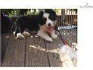 Border Collie Puppy for sale in San Diego, CA, USA