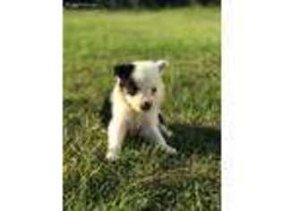 Border Collie Puppy for sale in Gladewater, TX, USA