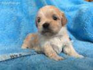 Mutt Puppy for sale in Hamlet, NC, USA