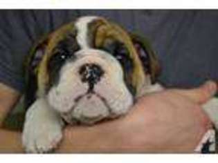 Bulldog Puppy for sale in NEW PORT RICHEY, FL, USA