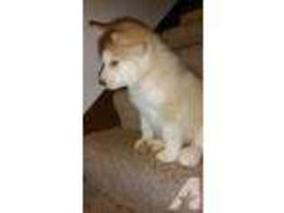 Alaskan Malamute Puppy for sale in BURNSVILLE, MN, USA