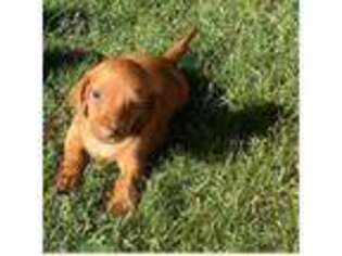 Dachshund Puppy for sale in Glenwood Springs, CO, USA
