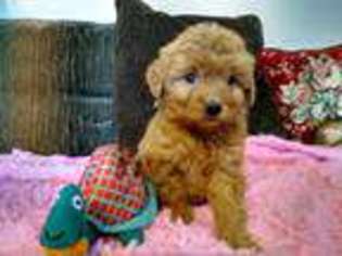 Goldendoodle Puppy for sale in Bonifay, FL, USA