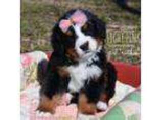 Bernese Mountain Dog Puppy for sale in Seminole, OK, USA