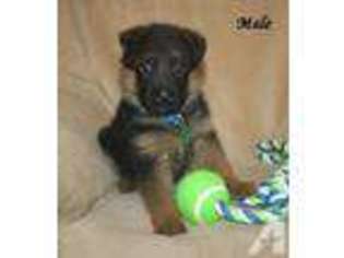 German Shepherd Dog Puppy for sale in CHANDLER, AZ, USA