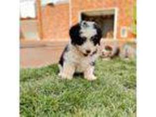 Mutt Puppy for sale in Ivins, UT, USA