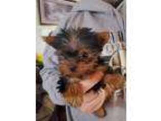 Yorkshire Terrier Puppy for sale in New Lexington, OH, USA