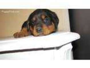 Rottweiler Puppy for sale in Hartville, OH, USA