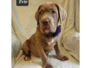 Cane Corso Puppy for sale in Mineral Wells, WV, USA