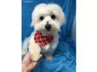 Havanese Puppy for sale in Circleville, OH, USA
