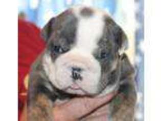 Bulldog Puppy for sale in Anderson Island, WA, USA