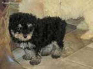 Schnoodle (Standard) Puppy for sale in Coshocton, OH, USA
