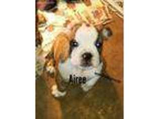 Miniature Bulldog Puppy for sale in Mulberry, AR, USA