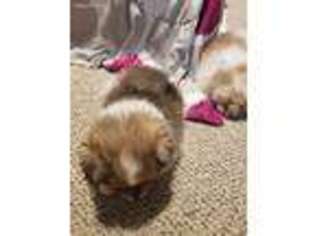 Pomeranian Puppy for sale in Lake Mills, IA, USA