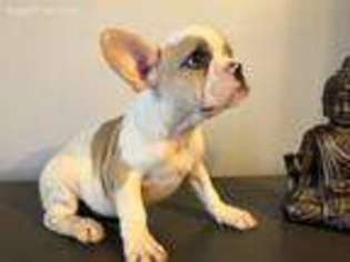 French Bulldog Puppy for sale in Belleville, NJ, USA