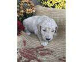 Goldendoodle Puppy for sale in Clyde, NC, USA