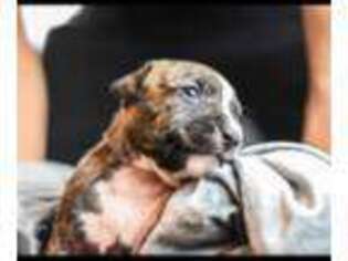 Mutt Puppy for sale in Arlington, VA, USA