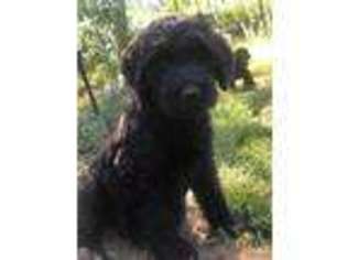 Schnoodle (Standard) Puppy for sale in Carver, MA, USA