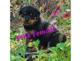 Rottweiler Puppy for sale in Grants Pass, OR, USA