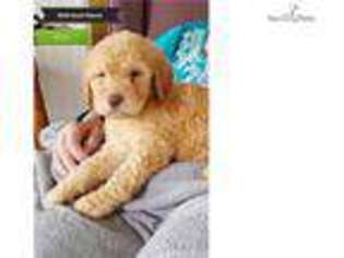 Labradoodle Puppy for sale in Lawrence, KS, USA