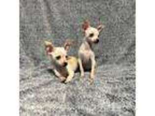 Chihuahua Puppy for sale in Voorhees, NJ, USA