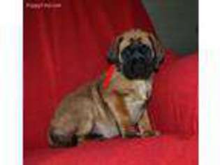 Mastiff Puppy for sale in Glasgow, KY, USA