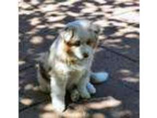 Miniature Australian Shepherd Puppy for sale in Vancouver, WA, USA