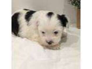 Biewer Terrier Puppy for sale in Belton, SC, USA