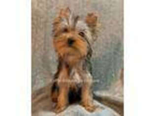 Yorkshire Terrier Puppy for sale in Rochester, MI, USA