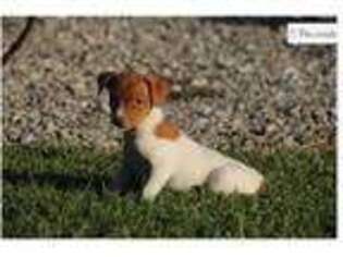 Rat Terrier Puppy for sale in Springfield, MO, USA