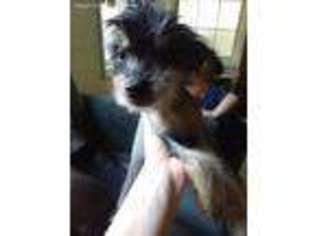 Chinese Crested Puppy for sale in WINDER, GA, USA