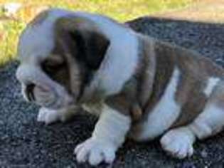 Bulldog Puppy for sale in Pineville, KY, USA