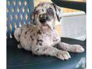 Great Dane Puppy for sale in FORT WAYNE, IN, USA