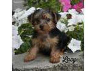 Yorkshire Terrier Puppy for sale in Sugarcreek, OH, USA