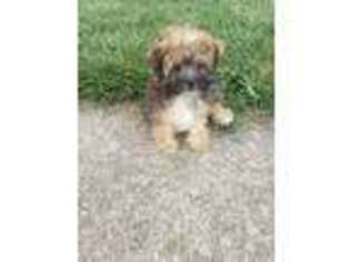 Shorkie Tzu Puppy for sale in Middletown, OH, USA